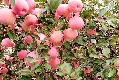 苹果苗木在秋冬旱季的生长受到什么样的影响?