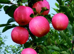矮化苹果苗采收后的管理措施